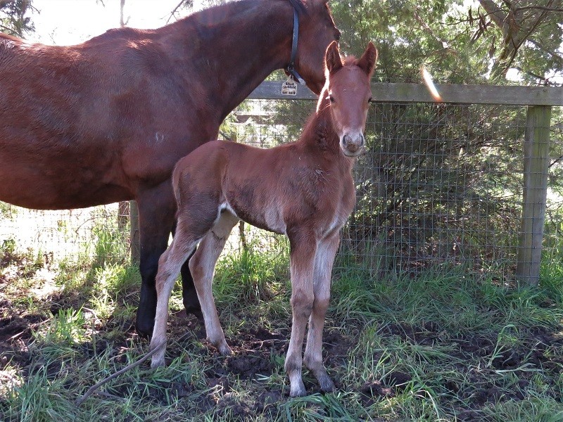 141 Bella Coureuse x Warhorse chc 28-8 3d